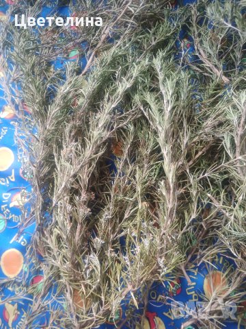 Розмарин-стрък,лист, снимка 2 - Домашни продукти - 32511848