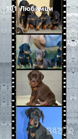 Добермани с родословие