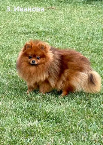 Померан момичета  , снимка 1