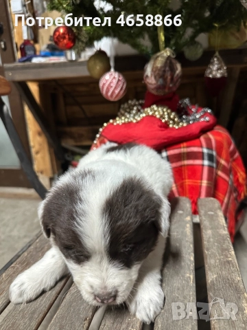 Бебе каракачанка, снимка 11 - Каракачанска овчарка - 52514278