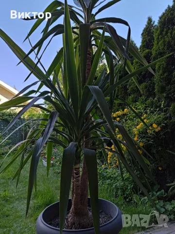 Две растения - канарска финикова палма и юка, снимка 4 - Градински цветя и растения - 50043066