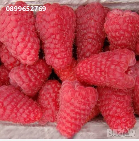 Малина Червена Сугана гигант,, ., снимка 1