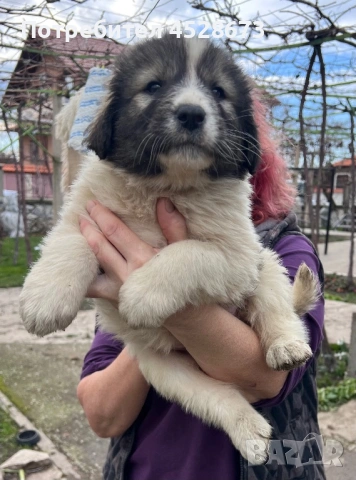 Продавам малки БОК, снимка 3 - Каракачанска овчарка - 53039372