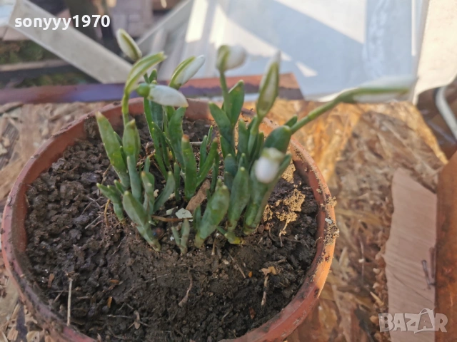 ЕКО КОКИЧЕ-ДОМАШНО 3001261607, снимка 16 - Градински цветя и растения - 53285139