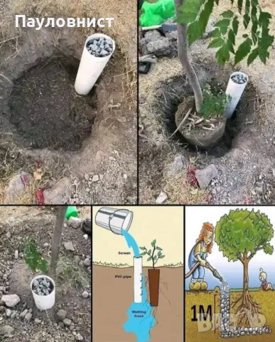 Пънчета и фиданки от пауловния томентоза , снимка 16 - Разсади - 34063631
