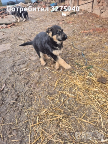 Источноевропейска овчарка