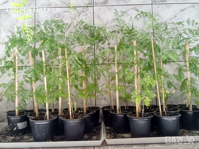 Цезалпиния, Жълта Райска Птица , снимка 3 - Градински цветя и растения - 51287941