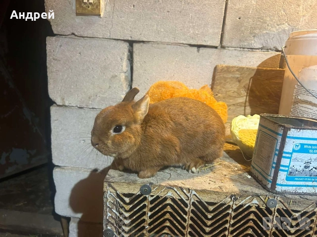 Мини декоративни зайчета , снимка 2 - Декоративни зайчета - 52967563