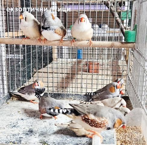 Джъмбо Амадини - Продавам, снимка 8 - Амадини - 52865989