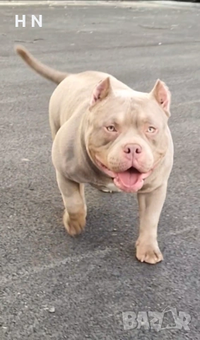 Американско були- микро - 8 месеца, снимка 2 - Питбул - 53024734