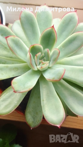 Красула Тенелли - Crassula mesembryanthemoides 'Tenelli / Ешеверия - Echeveria pulidonis Rondo , снимка 7 - Стайни растения - 50303443