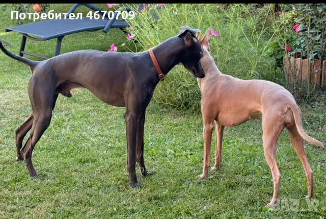 Малки италиански хрътки