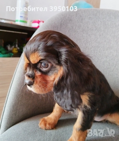 Кавалер Кинг Чарлз шпаньол, снимка 11 - Кавалер кинг чарлз шпаньол - 52918611