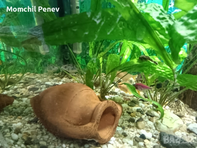 Аквариум , снимка 3 - Оборудване за аквариуми - 51778505