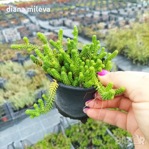 Седум Лидиум, Sedum Lydium, студоустойчив, многогодишен, снимка 3 - Градински цветя и растения - 47389224