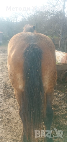 Работен кон