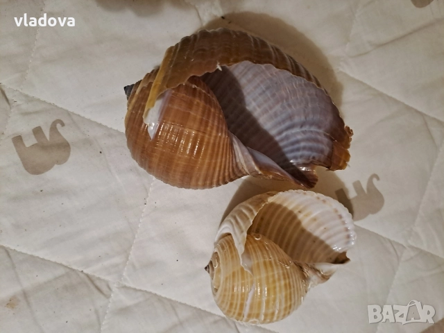 Раковини морски охлюв за декорация 