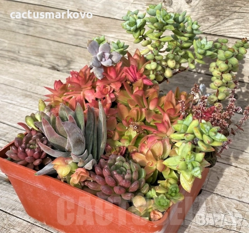 Succulents mix
