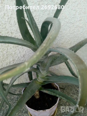 Голямо дървовидно лечебно алое височина -70см., снимка 4 - Стайни растения - 51288532