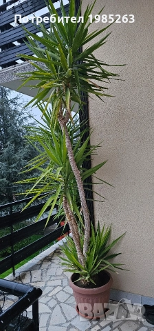 Слонска Юка 20 годишни, снимка 3 - Стайни растения - 52585108