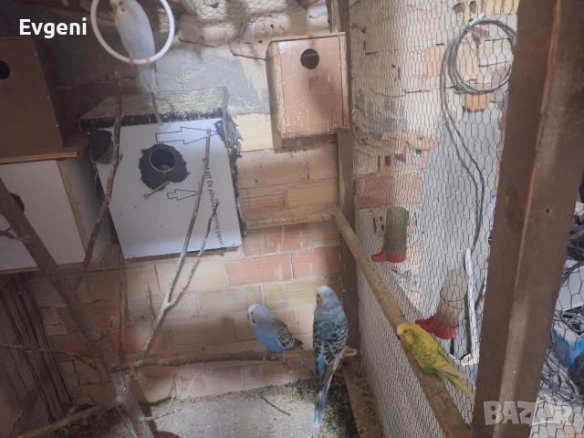 Вълнисти папагали , снимка 7 - Папагали - 51473102