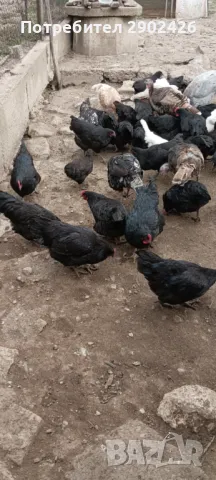 Ярки и петли Австралорп, снимка 1