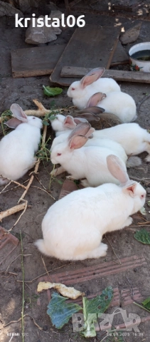 Зайци , снимка 3 - Други животни - 51124285