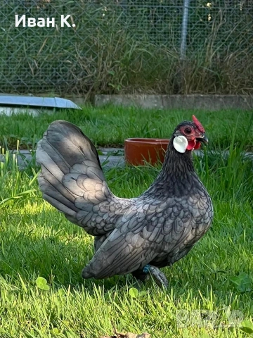 Продавам син Розкомби. , снимка 8 - Кокошки и пуйки - 53252380