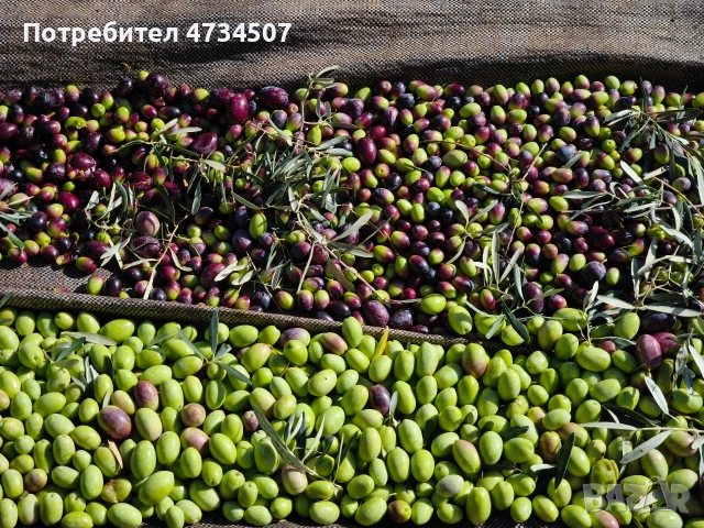 Домашен зехтин – реколта 2025 | студено пресован | 5 кг тенекия, снимка 5 - Други - 53459506