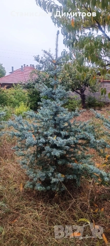 Коледни елхи, живи и отсечени, снимка 2 - Градински цветя и растения - 52424542