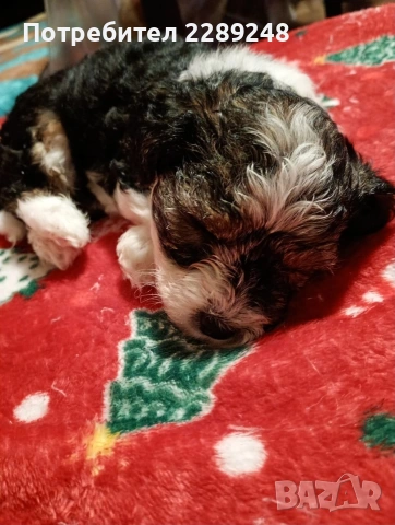 йоркширски териер бивер 