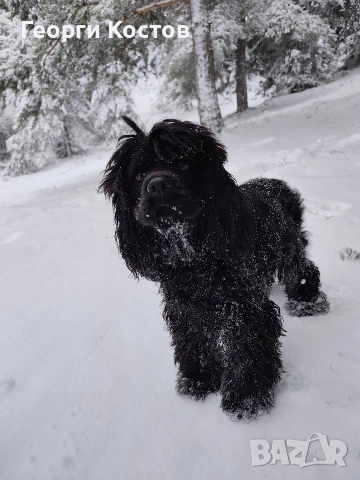 Продавам Кокер шпаньол , снимка 2 - Кокер шпаньол - 52585151