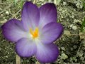Лилав минзухар, снимка 1 - Градински цветя и растения - 43652290