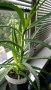 продавам цветя Алое лечебно, снимка 3