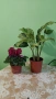 калатея + циклама , снимка 1