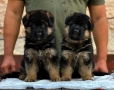 Елитни Немски Овчарки , снимка 7