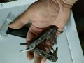 Мултитул клещи с приставки, снимка 2
