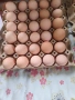 Продавам Оплодени Домашни Яйца , снимка 8