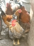 Домашни петли , снимка 2