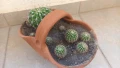 Ехинопси в керамична кошничка, снимка 3