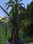 Две растения - канарска финикова палма и юка, снимка 4