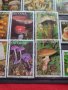 Пощенски марки чиста комплектна серия Гъби стари редки за колекция декорация - 22047, снимка 3