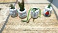 малки кактуси, снимка 1 - Стайни растения - 31081418