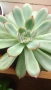 Красула Тенелли - Crassula mesembryanthemoides 'Tenelli / Ешеверия - Echeveria pulidonis Rondo , снимка 7