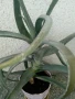Голямо дървовидно лечебно алое височина -70см., снимка 4