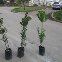 Ягодово дърво - Арбутус, снимка 8 - Градински цветя и растения - 27448713