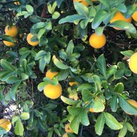 Портокал трилистен,Poncirus trifoliata, семена и растения, снимка 3 - Градински цветя и растения - 27077029