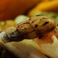 Охлюви мелания / Malaysian trumpet snails, снимка 1 - Други - 37150025