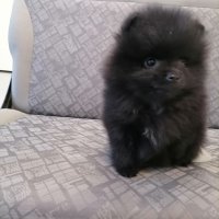 Черно бебе Померан, снимка 3 - Померан - 43142984