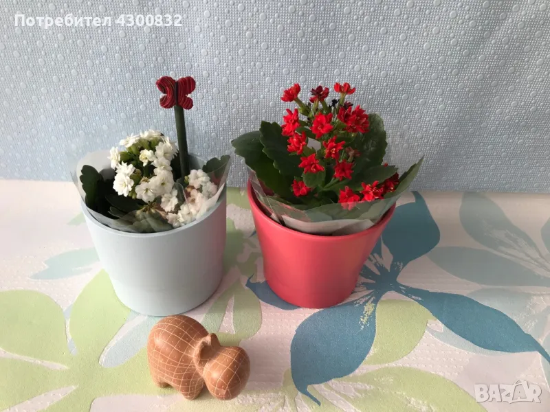 2 бр kalanchoe Каланхое + подарък хлорофитум, снимка 1